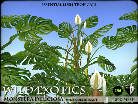 Second Life Marketplace - Tropical Plants - Swiss Cheese Plant